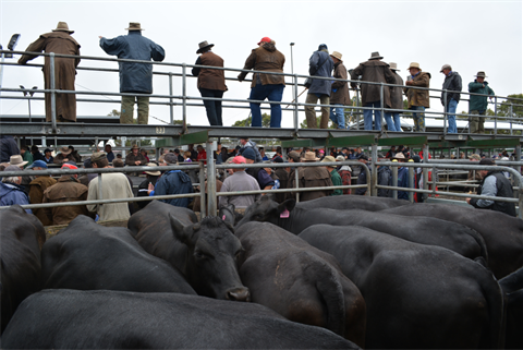 Camperdown-Saleyards.jpg
