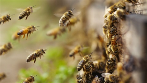 Bees-and-Wasps.jpg
