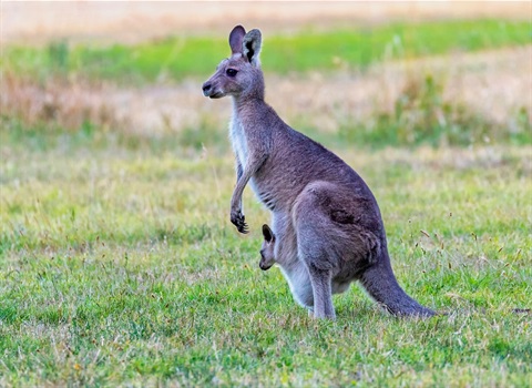 Injured or dead animals - Corangamite Shire Injured or dead animals - Corangamite Shire