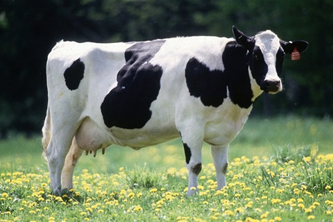 Cow_female_black_white.jpg
