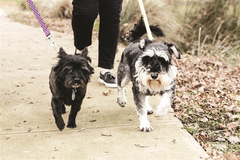 Pet-Registration.jpg